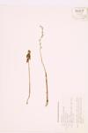 Early Coral-root; Three-parted Coral-root specimen